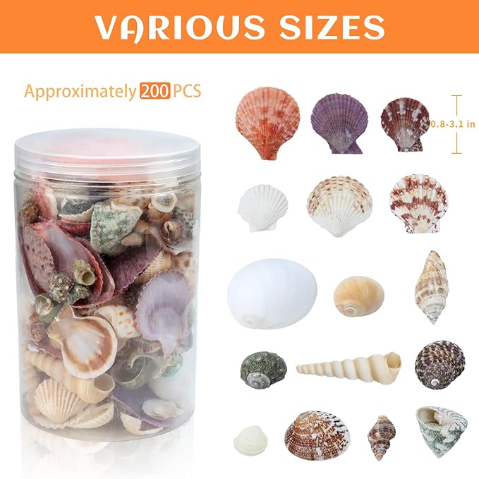 WEOXPR 200 Pcs Sea Shells Bulk Mixed Ocean Beach Seashells - Image 2