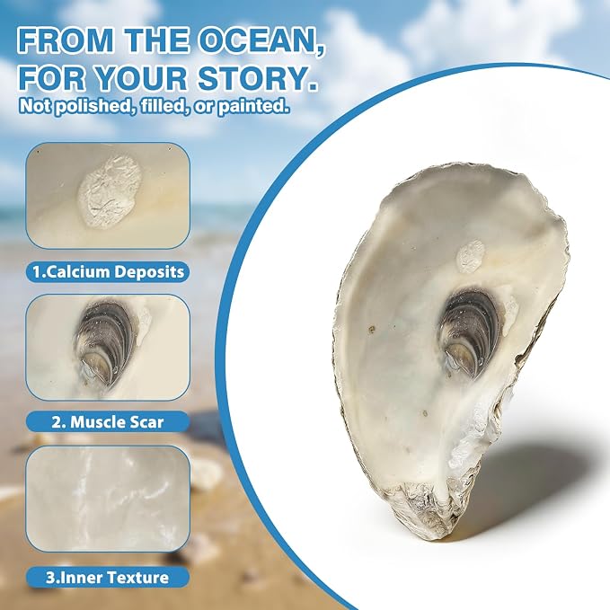 4"-5" 20PCS Large Concave Oyster Shells - Image 6