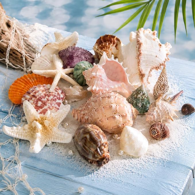 JSPYFITS Sea Shells Mixed Beach Seashells 20 Kinds, 1.5"-5.5" Various Sizes - Image 2