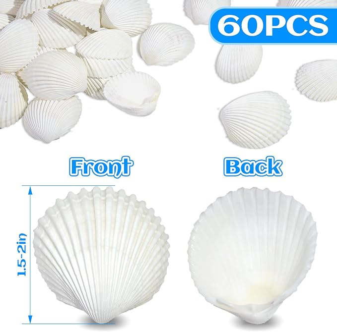 QEQEKAKA 60PCS Sea Shells for Crafts1.5''-2'' White Small Seashells Clam - Image 2