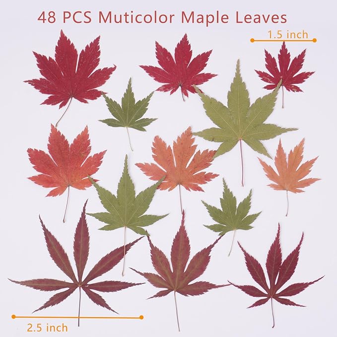 48 Pcs Dried Pressed Fall Maple Leaf - Image 2