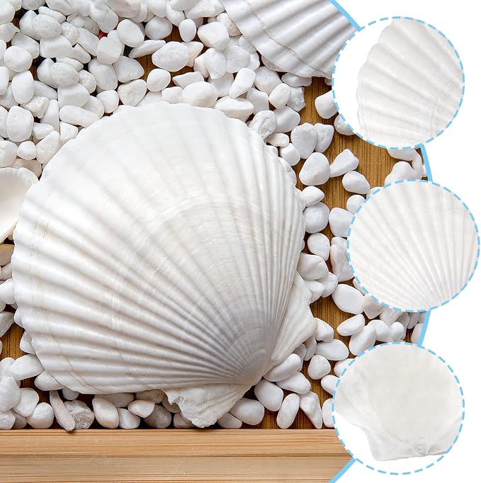 10PCS Large Natural Scallop Shells, DIY Painting, Baking and Beach Wedding - Image 3