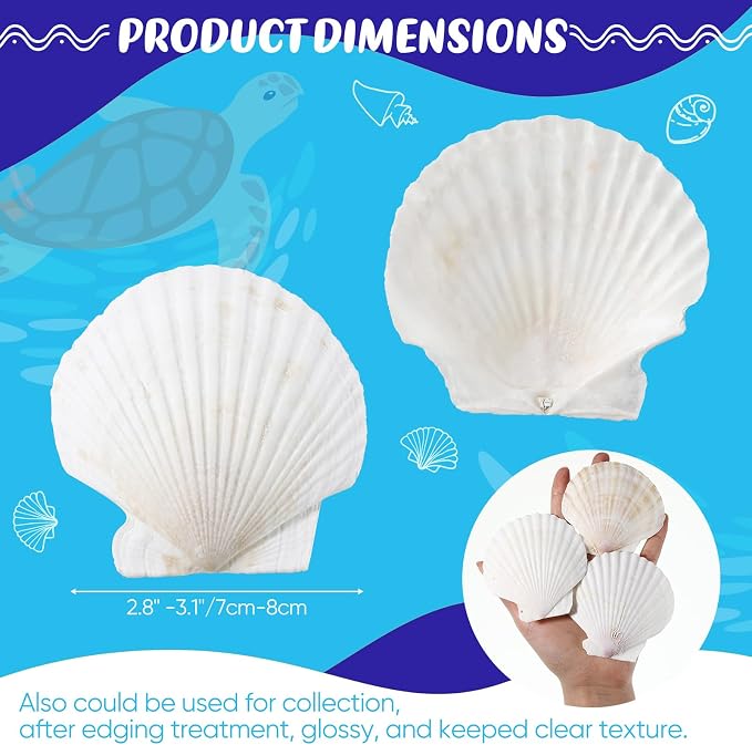 GlikCeil 50 Pcs Sea Shell for Crafting Natural Large Scallop White Oyster - Image 2