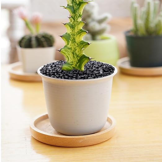 Pulovin 5 lbs Black Pebbles for Indoor Plants, 3/8" Plant Rocks for Pots Indoor - Image 5