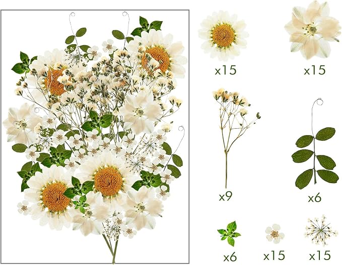 Nuanchu 81 Pieces Pressed Flowers Bulk White Dried Flowers - Image 3