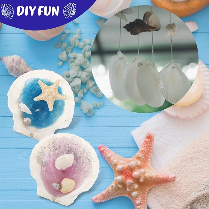 GlikCeil 50 Pcs Sea Shell for Crafting Natural Large Scallop White Oyster - Image 3