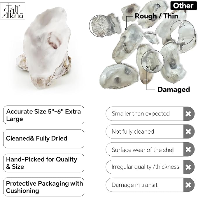 20PCS 5"-6" Extra Large Oyster Shells - Image 4