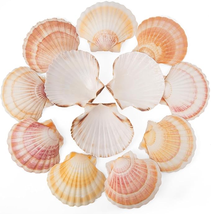 10PCS Scallop Shells 4‘’-4.5" Natural Sea Shells Yellow & Pink Hawaiian Scallop by QEQEKAKA