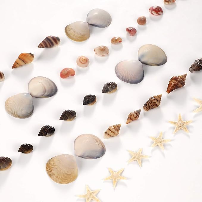 PPCLION 50pcs Tiny Strarfish&2000Pcs Tiny Mini Small Clam Sea Shells - Image 7