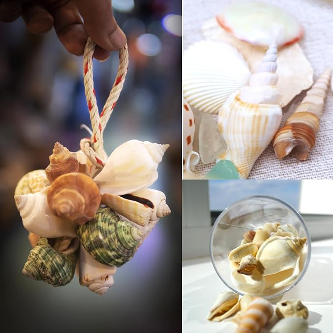 25 PCS+ Small Conch Shells Natural Sea Shells, Fish Tank and Vase Filler - Image 4