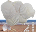 21Pcs Natural Scallop Sea Shells, Ocean Beach Seashells Perfect by PLOOTA