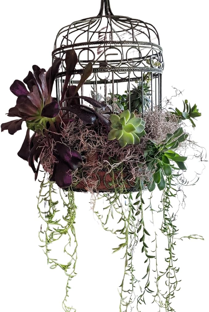 Mosser Lee Spanish Moss – Natural Decorative Moss - Image 9