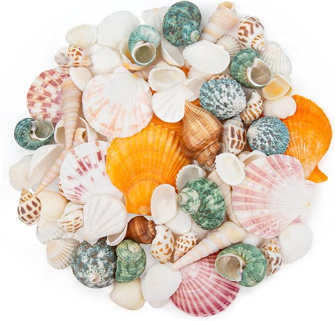 QEQEKAKA Sea Shells for Crafts by QEQEKAKA