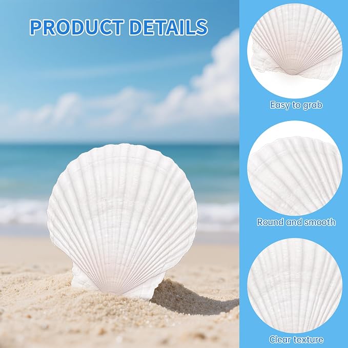 ReePlan 10PCS Large Scallop Shells - Image 3