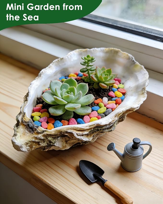 ZhenD 20Pcs 5"-6" Oyster Shells - Image 4