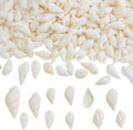 Approx 700pcs Small White Clam Cay Seashells Natural Tiny Sea Shell Mini Spiral by Unknown