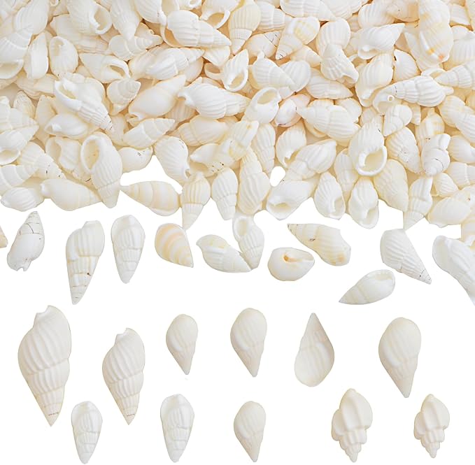 Approx 700pcs Small White Clam Cay Seashells Natural Tiny Sea Shell Mini Spiral by Unknown