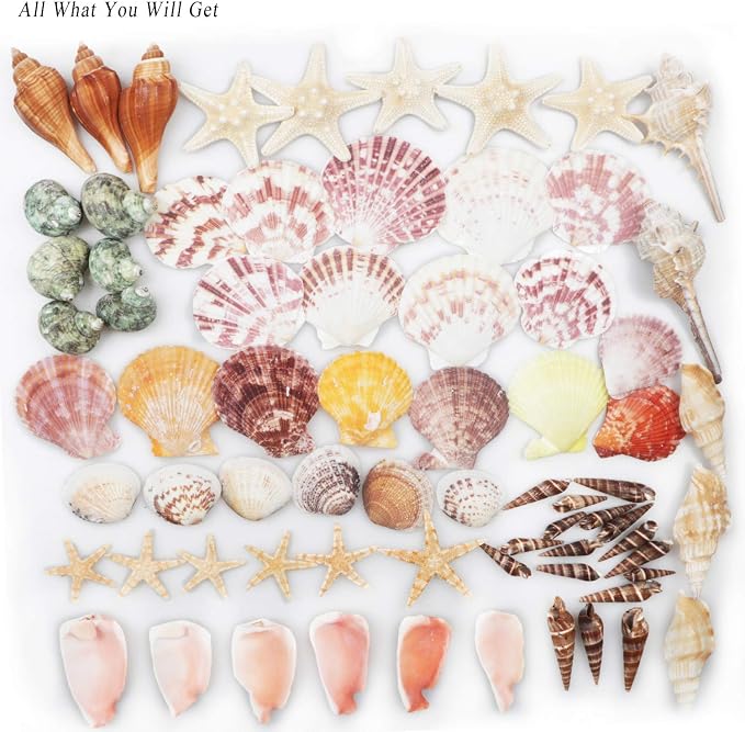 Sea Shells Mixed Beach Seashells 9 Kinds 1.2"-3.5 "Various Sizes Natural - Image 3