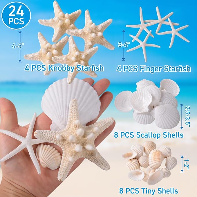 24PCS Sea Shells for Crafts Decoration - Image 2