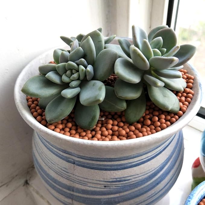 TOYPOPOR Clay Pebbles Gardening Ceramsite Orchid Hydroponic Grow Media Clay - Image 4
