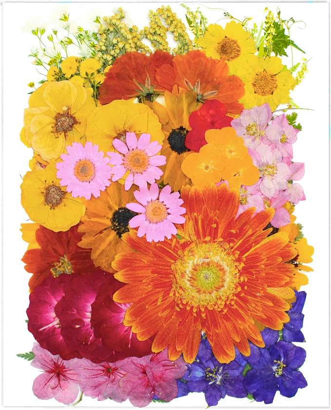 76 Pcs Orange Dried Pressed Flowers by SUAUKEYDRIEDFLOWERS