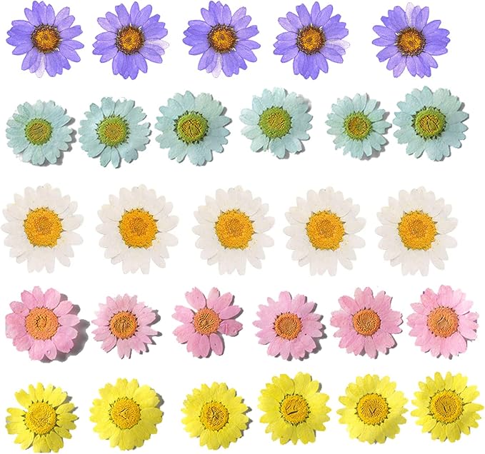 50pcs Natural Dried Daisy Flower, Vacuum Packaging, Pressed Flower by YUNZHI