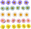 50pcs Natural Dried Daisy Flower, Vacuum Packaging, Pressed Flower by YUNZHI