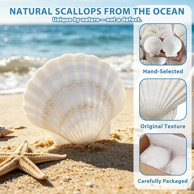 20 PCS 4"-5" Large Scallop Shells - Image 6