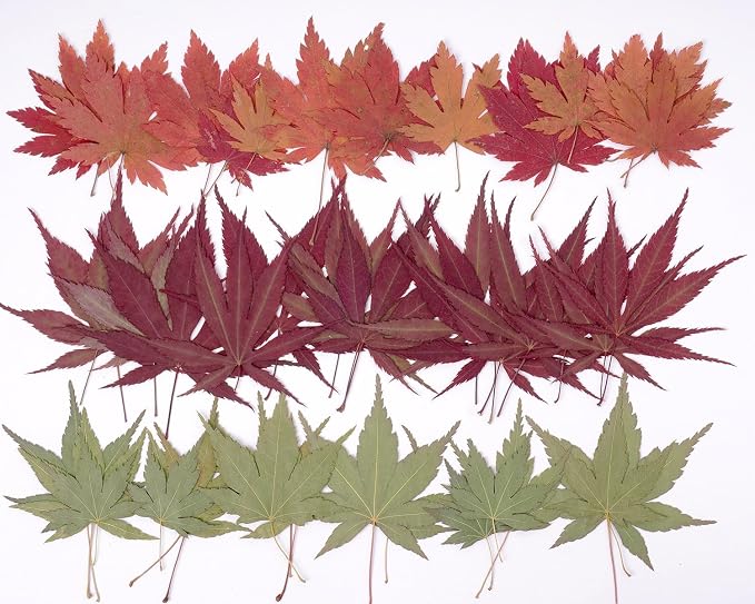 48 Pcs Dried Pressed Fall Maple Leaf by AHTONG