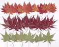 48 Pcs Dried Pressed Fall Maple Leaf by AHTONG