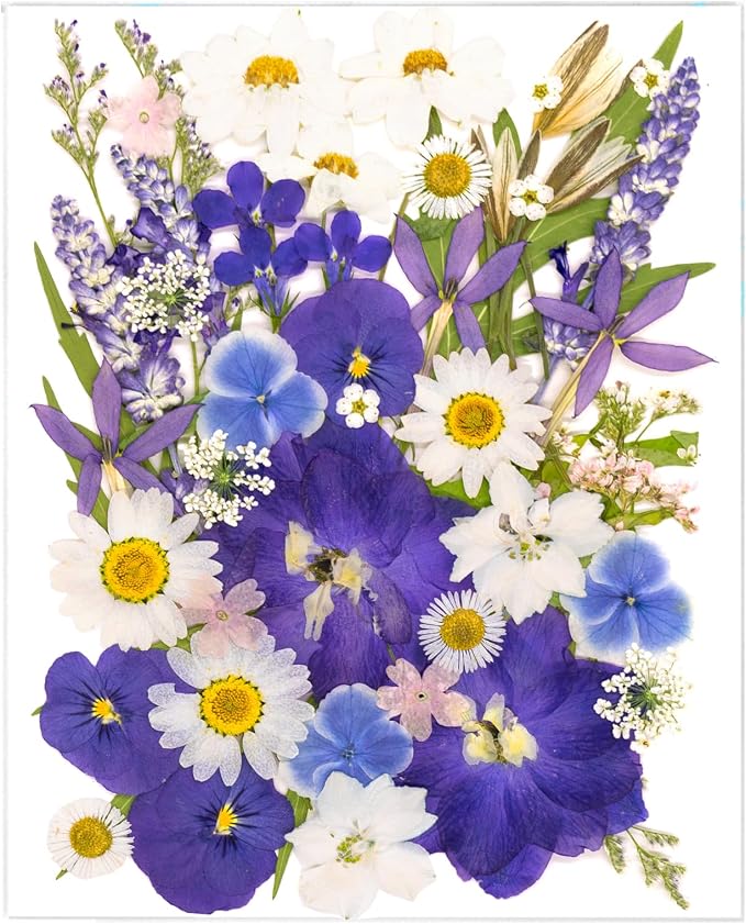 52 Pcs Blue Dried Pressed Flowers by SUAUKEYDRIEDFLOWERS