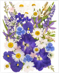 52 Pcs Blue Dried Pressed Flowers by SUAUKEYDRIEDFLOWERS