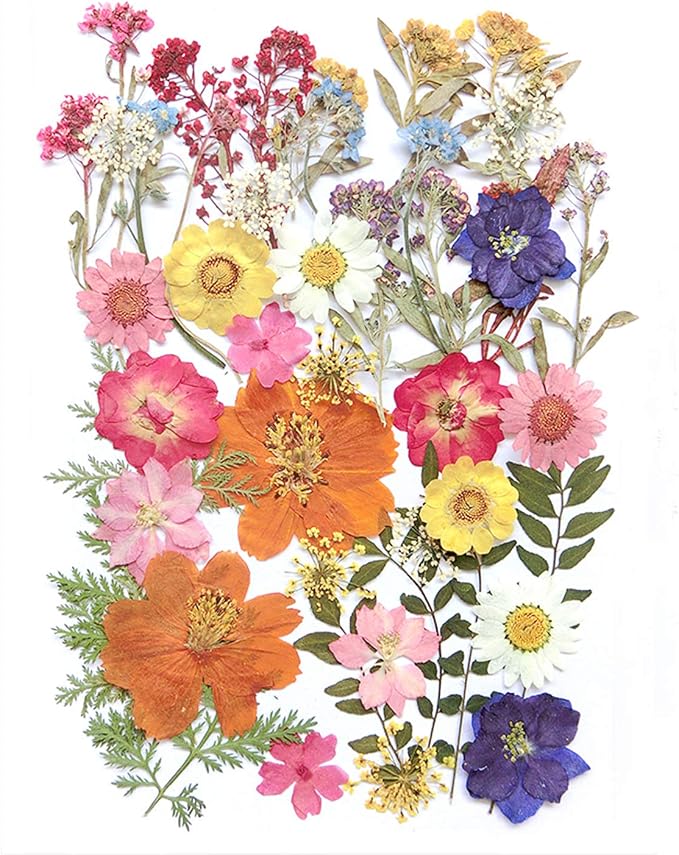 17 Types 48PCS Real Dried Pressed Flowers Leaf Plant Herbarium by AHTONG