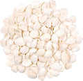 SINKOO Bulk Natural White Small Seashell Clam Super Shells Assortment by SINKOO