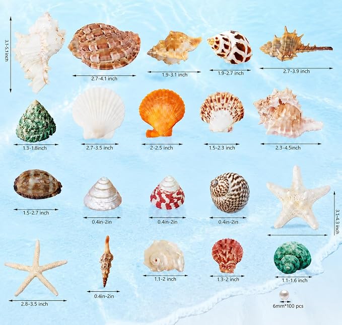 JSPYFITS Sea Shells Mixed Beach Seashells 20 Kinds, 1.5"-5.5" Various Sizes - Image 3