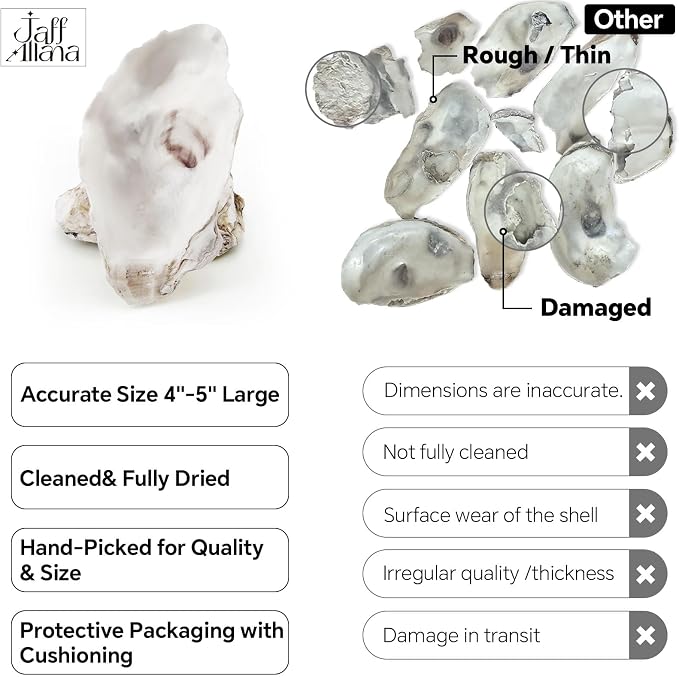 20PCS 4"-5" Large Oyster Shells - Image 4