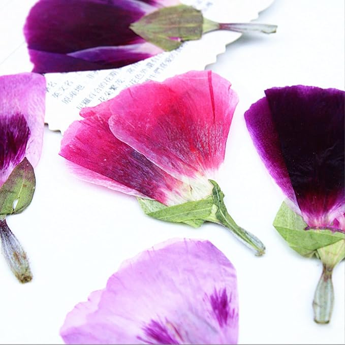 48 Pcs Dried Pressed Flowers for Crafts Art Resin DIY Natural Dry Floral Epoxy - Image 5