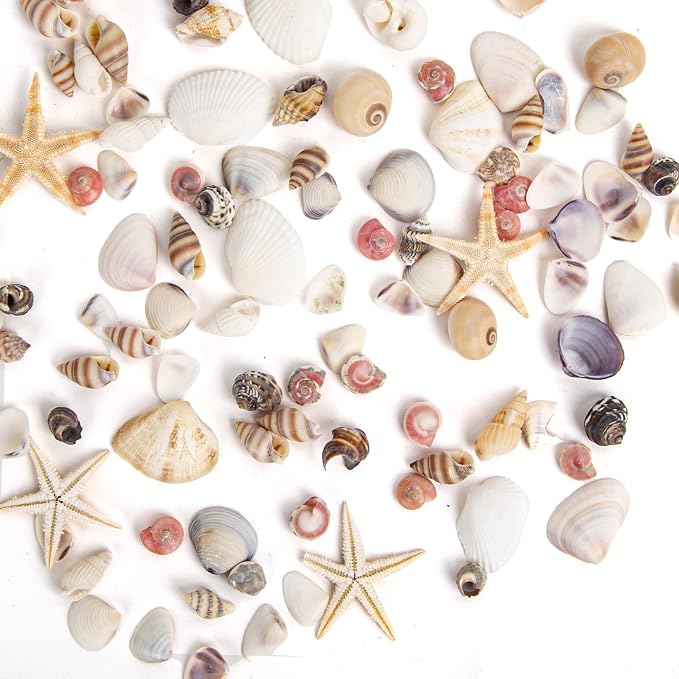 JQAQJU 1000 PCS Mini Sea Shells Small Starfish Mixed, 20 Kinds of Tiny - Image 3
