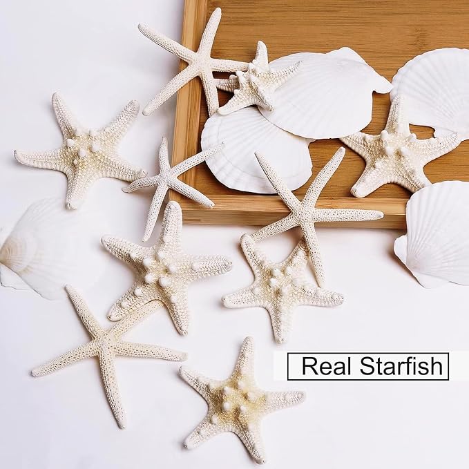 JQAQJU 32PCS Starfish and Scallop Shells - Image 4