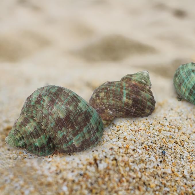 30 PCS+ Small Conch Shells Natural Sea Shells, 1.5"-2" Green Ocean Conch Shells - Image 5