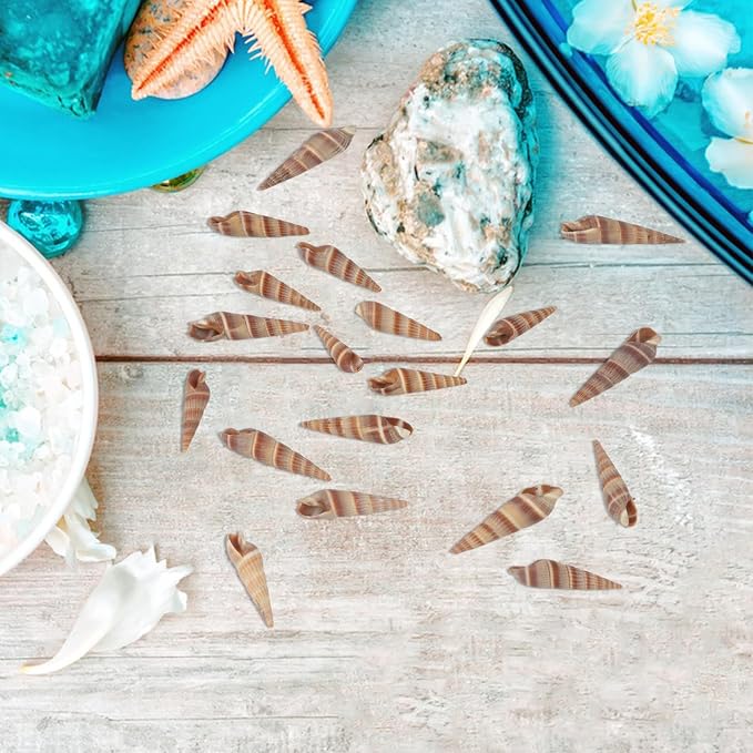 400 PCS Mini Sea Shells Natural Small Seashells, 0.6"-1.4" Tiny Sea Shells - Image 5