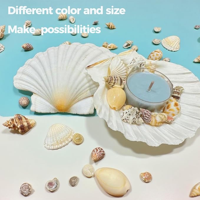 2000 PCS 12 Kinds of Tiny Sea Shells - Image 3