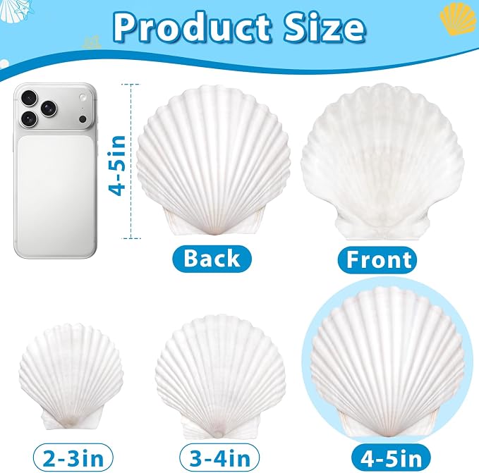 20Pcs 4-5 Inch Large Scallop Shells - Image 5