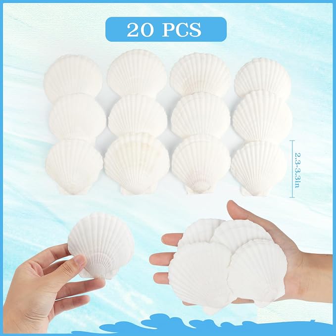 Jangostor 20 PCS Scallop Shells Natural Seashell, 2.3" to 3.5" White Scallop - Image 2