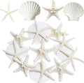 JQAQJU 3-4 Inches Large Starfish and Scallop Shells by JQAQJU