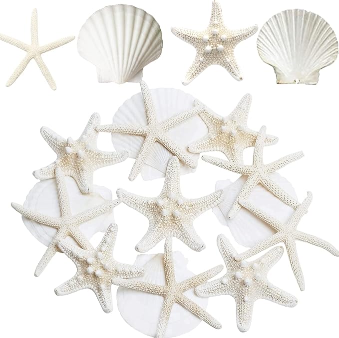 JQAQJU 3-4 Inches Large Starfish and Scallop Shells by JQAQJU
