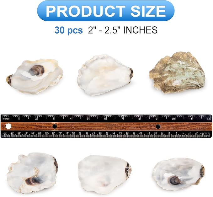 QEQEKAKA 30PCS Oyster Shells 2"-2.5" Small Flat Oyster Shells - Image 2