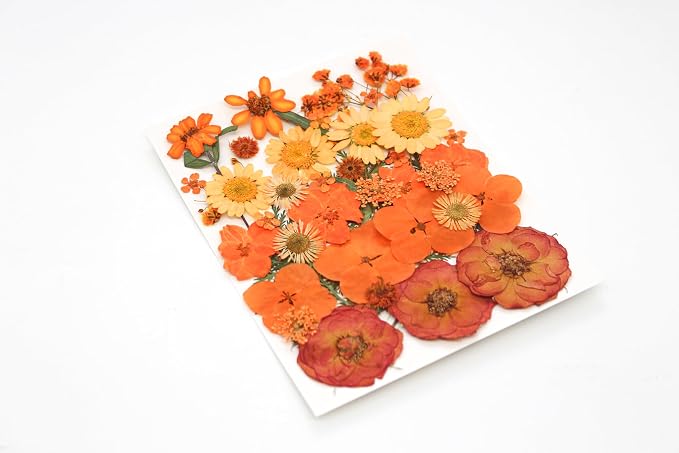 14 Types 37pcs Orange Dried Pressed Flowers - Image 2