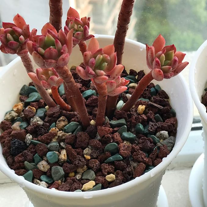 Mix Horticultural Lava Pebbles Pumice Potting Soil Amendment Succulent Cactus - Image 5