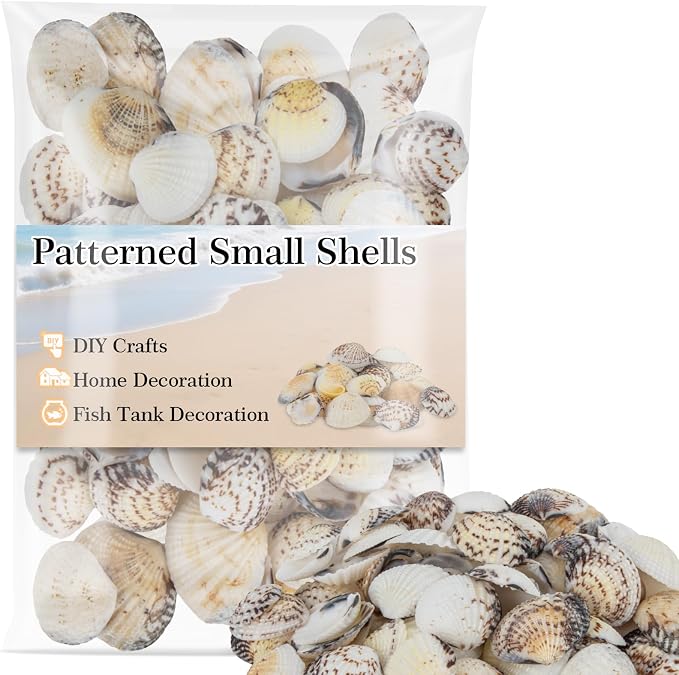 MAQIHAN 60 PCS Small Sea Shells by MaqiIhanCustomOfficial